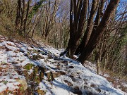 16 Bei carpini neri ben cresciuti